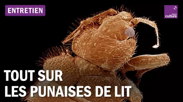 Tout comprendre sur les punaises de lit, avec deux parasitologues