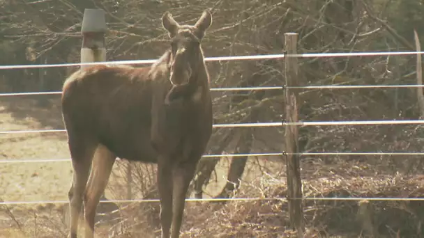 Au coeur de la réserve des Monts d'Azur : les élans retrouvent la vie sauvage