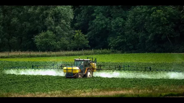 "L'État ne faisant rien, moi je fais à sa place" : un maire peut-il interdire le glyphosate ?