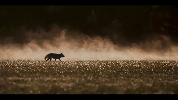 «J'espère qu'on pourra cohabiter» : le loup de retour en Bretagne, les agriculteurs inquiets