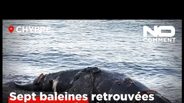 7 baleines retrouvées mortes sur la côte nord de Chypre, les séismes suspectés