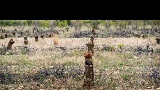 Sécheresse : à Espira-de-l'Agly près de Perpignan, des milliers d’arbres fruitiers risquent de mo…