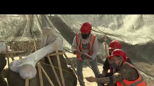 Mexique : sous un aéroport en cours de construction, des mammouths