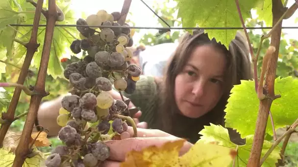 Côté Châteaux n°35 - Les vendanges en Bergerac