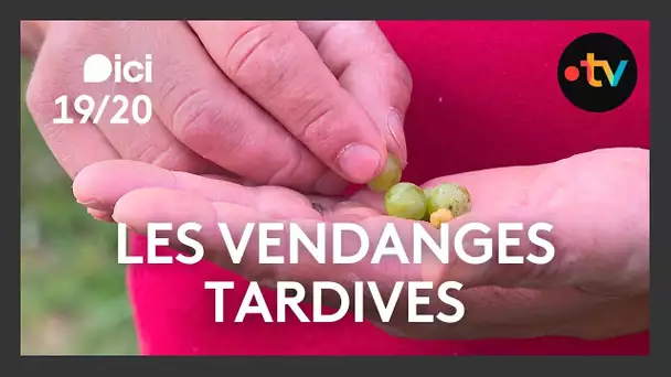 Les vendanges 2024 seront tardives