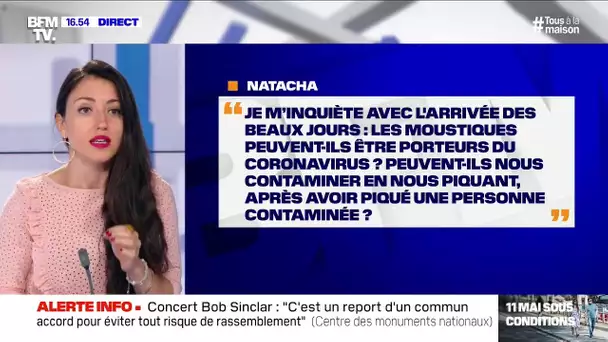 Les moustiques peuvent-ils être porteurs du coronavirus ? BFMTV répond à vos questions