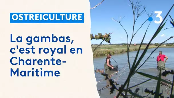 Ostréiculture : la gambas, c'est royal en Charente-Maritime