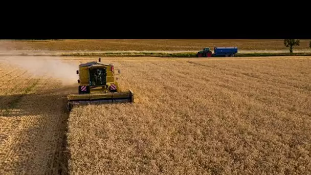 Agriculture : comment compenser la perte des céréales ukrainiennes et russes ?