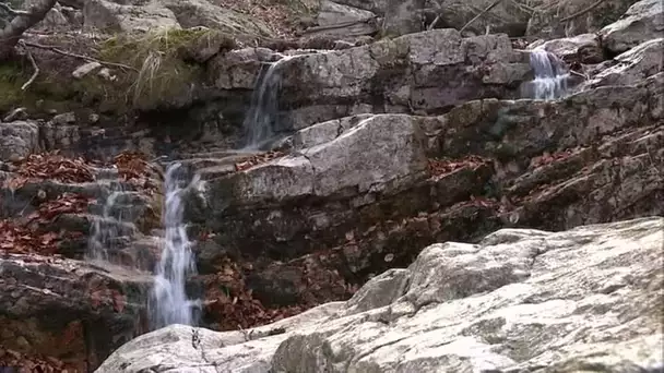 Au printemps, le réveil de la forêt d'Ardèche