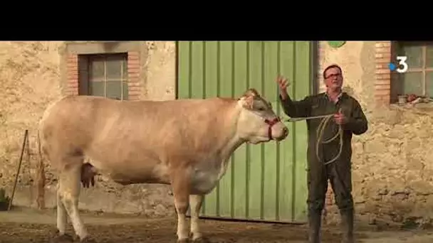 Les vaches du Tarn se font belles pour monter à Paris et participer au salon de l'agriculture !