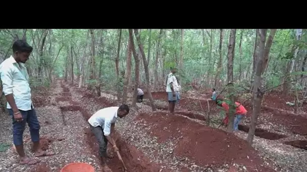 Covid-19 en Inde : privés d'emploi, les cadres de retour aux champs