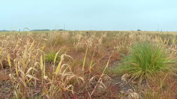 Charente-Maritime, département le plus gros consommateur de glyphosate