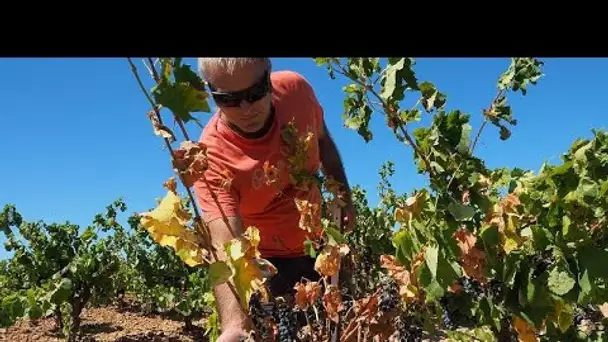 Face au changement climatique, la filière vin en pleine maturation