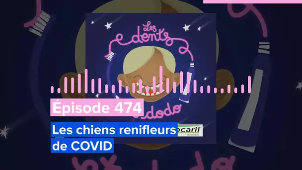 Les dents et dodo - Épisode 474 : Les chiens renifleurs de COVID