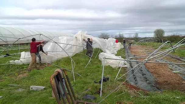 Tempêtes : Maraîchers du Béarn durement touchés