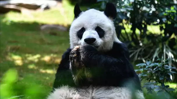 Chine : la diplomatie du Panda, un symbole d'ambassadeur et une affaire de symbole