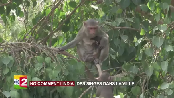 Des singes dans la ville I NO COMMENT I Episode 52