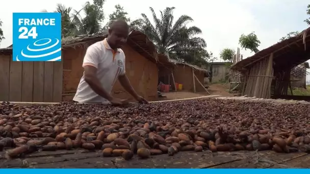 La Côte d’Ivoire et le Ghana à la rescousse des planteurs de cacao • FRANCE 24