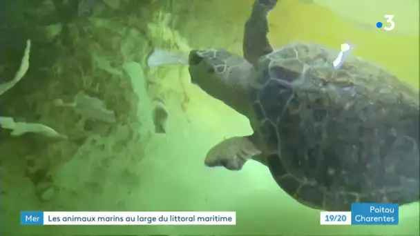 Découverte d'une tortue Luth au large de Royan