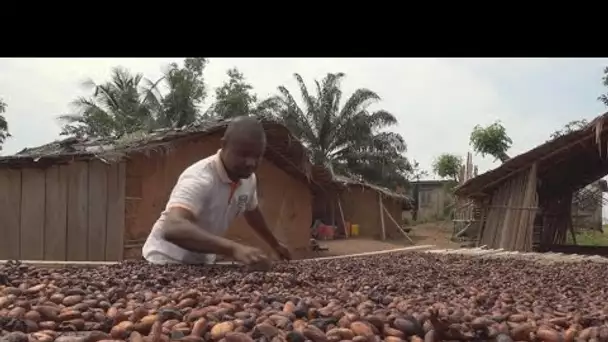 Côte d'Ivoire : la culture du cacao menacée par la déforestation