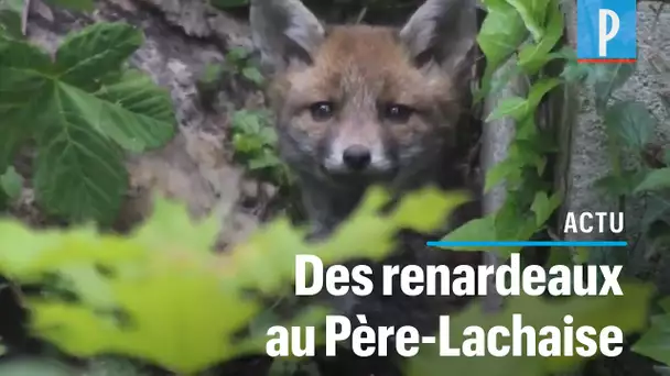 La famille de renards du Père-Lachaise profite des dernières heures du confinement