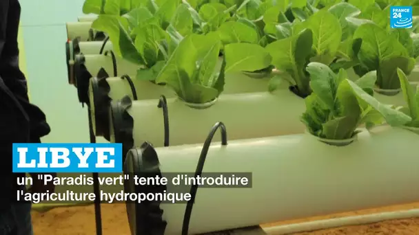 Libye : un "Paradis vert" tente d'introduire l'agriculture hydroponique