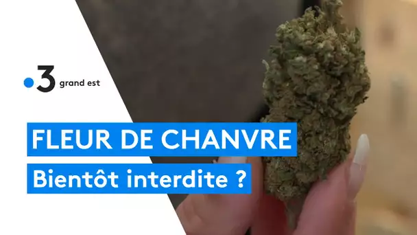 Strasbourg : la filière du CBD se mobilise contre l'interdiction de la vente de fleurs de chanvre