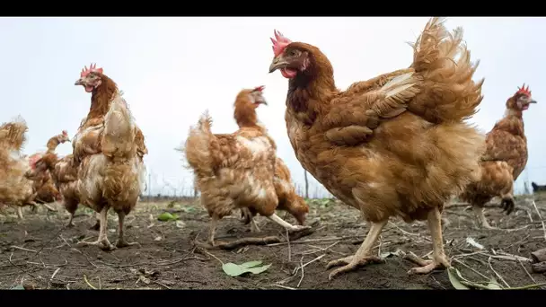 Alimentation : pour les poulets, l'étiquetage sur le bien-être animal progresse