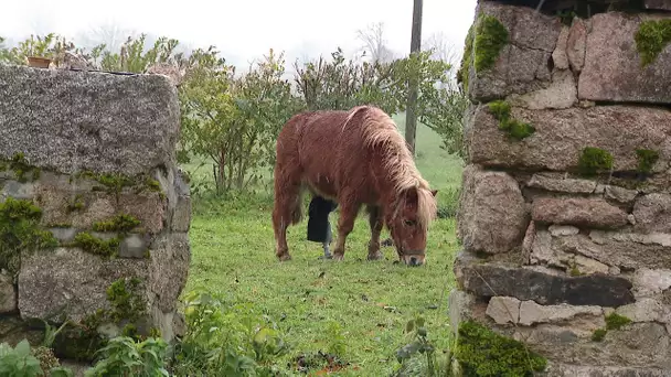 Une prothèse pour une femelle poney