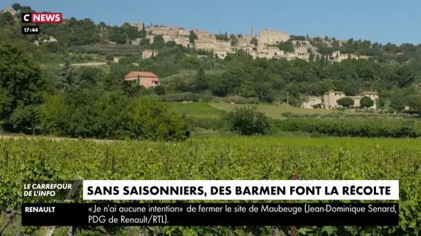 En manque de saisonniers, des barmans font la récolte