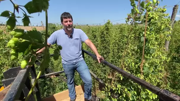 Agriculture : le houblon, un marché porteur