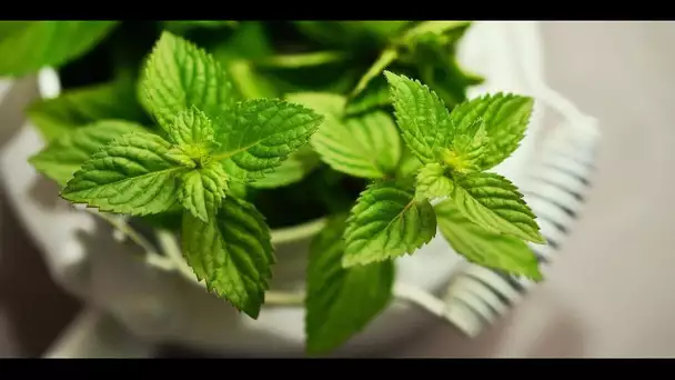 Le Fontainebleau, la menthe poivrée et une bière... Les produits phares de Seine-et-Marne