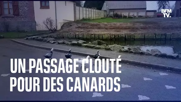 Un passage clouté pour canards afin de mieux les protéger