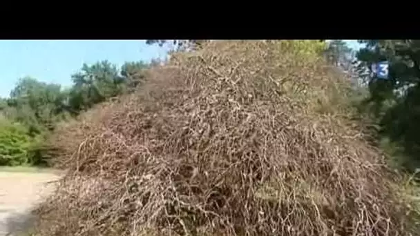 Impact de la canicule sur les arbres de l&#039;Arboretum des Barres