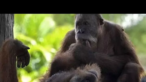 Thaïlande : trois orangs-outans victimes de trafic renvoyés en Indonésie