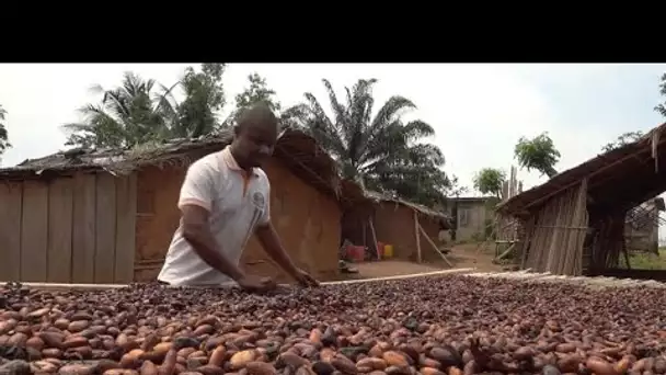 Côte d’Ivoire : les négociants ivoiriens de cacao mobilisés contre les multinationales