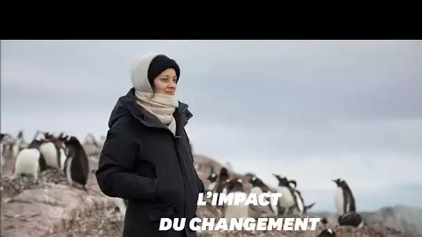 Marion Cotillard en Antarctique avec Greenpeace