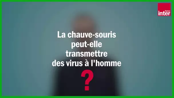 La chauve-souris peut-elle transmettre des virus aux humains ? par Julien Cappelle