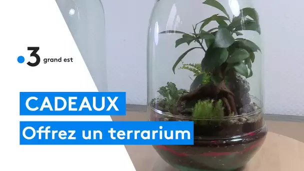 Idées de cadeaux de noël : offrez un terrarium