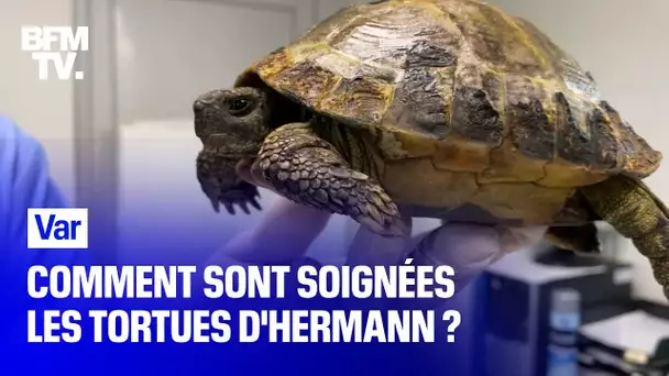 Après l’incendie dans le Var, comment sont soignées les tortues d’Hermann, une espèce protégée ?