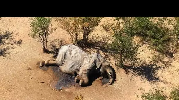 Mystère au Botswana autour de la mort d'au moins 275 éléphants