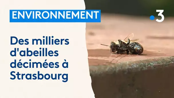 Des milliers d'abeilles décimées à Strasbourg