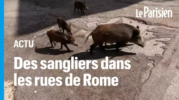 Rome : des sangliers envahissent les rues et s’immiscent dans les  élections municipales