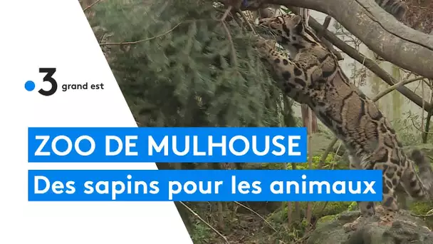 Des sapins cadeaux pour les animaux des zoos