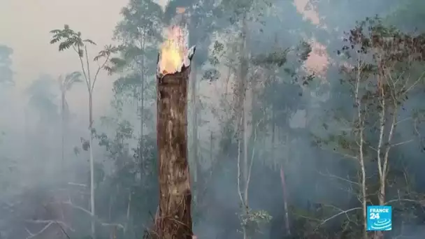 Incendies en Amazonie : 2248 foyers recensés, le pire total depuis 13 ans