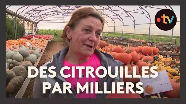 Récolte des courges : ce que vous pouvez faire avec des citrouilles, butternuts et potirons