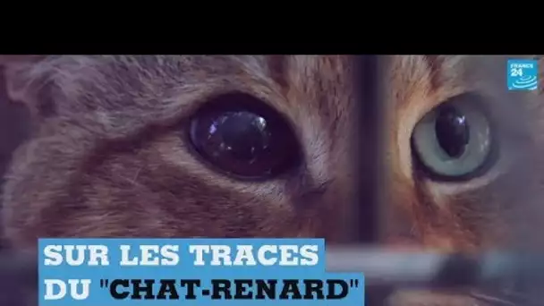 Le "chat-renard": une nouvelle espèce révélée en Corse