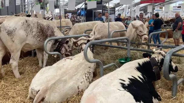 Sommet de l'élevage en Auvergne : en ces temps d'inflation, comment s'en sortent les éleveurs ?