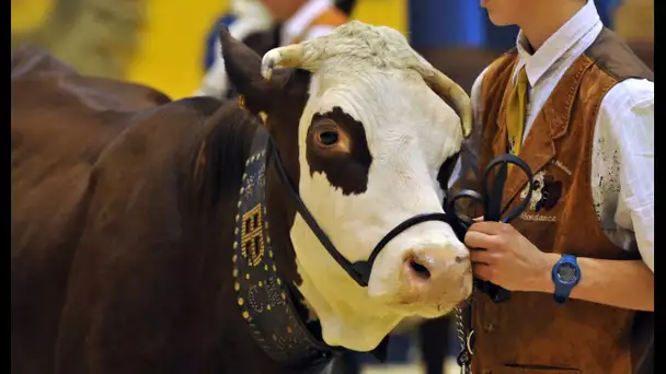 Concours Général Agricole : «C'est une vraie reconnaissance pour le travail de l'agriculteur», es…