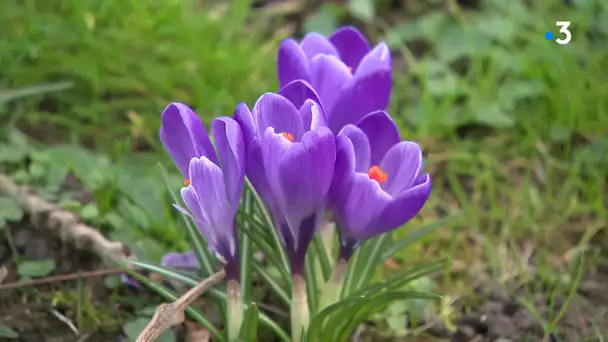 Réchauffement climatique : on est mi-février et tout est déjà en fleurs